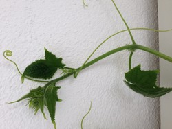 (1) Website_Sommer_Gemüse Gurke Blüte ausbildend.JPG