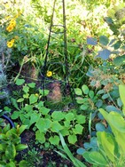 (2) Website_Sommer_Gemüse Gurke im Beet rankend.JPG