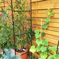 (3) Website_Sommer_Gemüse Gurke_an Holzwand rankend.JPG