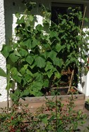 (4) Website_Sommer_Gemüse Gurke am Spalier.JPG