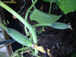 (5) Website_Sommer_Gemüse Gurke mit jungen Früchten.JPG