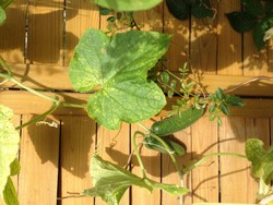 (6) Website_Sommer_Gemüse Gurke reife Früchte.JPG