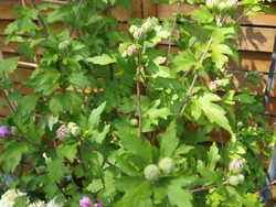 (1) Website_Sommer_Hibiskus_Knospig Anfang August.JPG