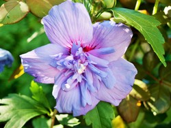 (2) Website_Sommer_Hibiskus_Einzelblüte gefüllt.JPG