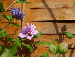 (3) Website_Sommer_Hibiskus_Einzelblüte mit Biene Mitte August.JPG