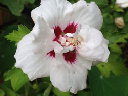 (4) WEbsite_Sommer_Hibiskus_Einzelblüte Mitte August.JPG