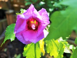 (5) WEbsite_Sommer_Hibiskus_Einfache Blüte Anfang August.JPG