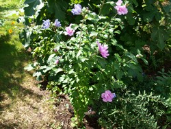 (6) Website_Sommer_Hibiskus_erblühter Strauch Ende August.JPG