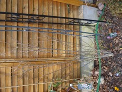 (7) Website_Sommer_Hibiskus_Wintererscheinung Ende Februar.JPG