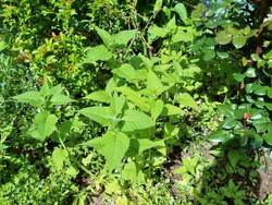 (1) Website_Sommer_Nesseln_Indianernessel_beim Austrieb.JPG