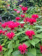 (2) Website_Sommer_Indianernessel_erblüht.JPG