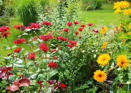 (3) Website_Sommer_Indianernessel im Beet.JPG