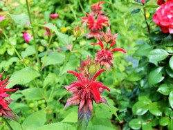 (4) Website_Sommer_Indianernessel_Am Erblühen.JPG