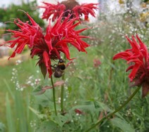 (5) Website_Sommer_Indianernessel_Blüte mit Hummel.JPG