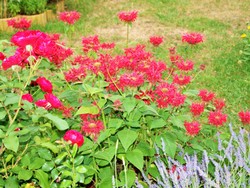 (6) Website_Sommer_Indianernessel am Abblühen.JPG