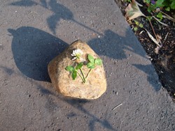 Website_Sommer_Bodendecker_Kleeblüte und Blatt.JPG