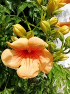 (1) Website_Sommer_Klettertrompete_Einzelblüte.jpg