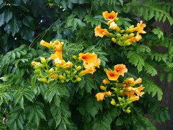 (2) WEbsite_Sommer_Klettertrompete_Aufblühend.JPG