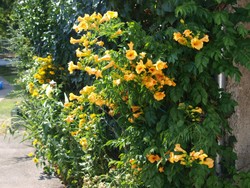 (3) Website_Sommer_KLettertrompete_aufstrebend.JPG