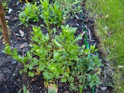 (1) Website_Sommer_Margarite_Austrieb.JPG