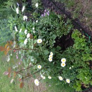 (2) Website_Sommer_Margarite_erblüht.JPG