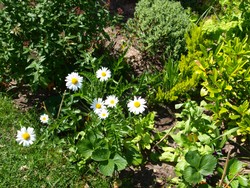 (3) Website_Sommer_Margarite_erblüht2.JPG