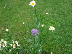 (4) Website_Sommer_Margarite_erblüht3.JPG