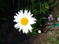 (5) Website_Sommer_Margarite_Einzelblüte.JPG