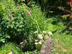 (6) Website_Sommer_Margarite_erblüht4.JPG