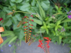 (1) Website_Sommer_Montbretien_am Erblühen.JPG