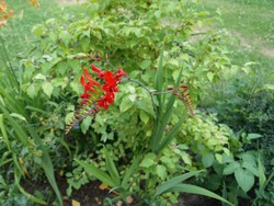 (2) Website_Sommer_Montbretien_erblüht.JPG