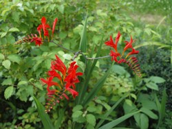 (3) Website_Sommer_Montbretie_in Blüte.JPG