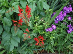 (4) Website_Sommer_Montbretien_Gemischtpflanzung.JPG