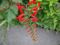 (5) Website_Sommer_Montbretien_Einzelrispe.JPG