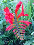 (6) Website_Sommer_Montbretien_Einzelrispe.JPG