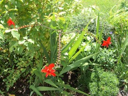 (7) Website_Sommer_Montbretien_am Verblühen.JPG