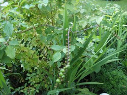 (8) Website_Sommer_Montbretien_Samenstand.JPG