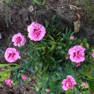 Website_Sommer_Nelken_Gartennelke (3).JPG