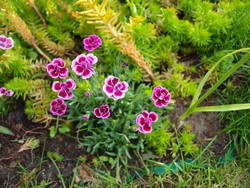 Website_Sommer_Nelken_Gartennelke (4).JPG