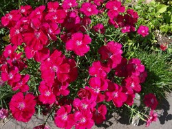 Website_Sommer_Nelken_Heidenelke (5).JPG