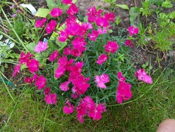 Website_Sommer_Nelken_Pfingstnelke (6).JPG