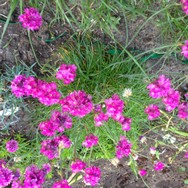 Website_Sommer_Nelken_Sandgrasnelke (7).JPG