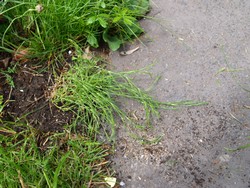 Website_Sommer_Nelken_Steinbrech-Felsennelke (8).JPG