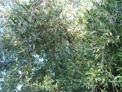 (0) Olivenbaum_Website_Sommer_Olivenhain in Spanien.JPG