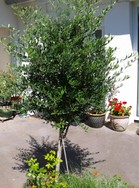 (1) Website_Sommer_Olivenbaum_Sommeraustrieb.JPG