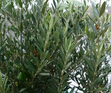 (2) Website_Sommer_Olivenbaum_Sommerlaub.JPG