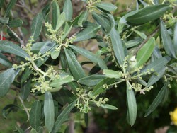 (3) Website_Sommer_Olivenbaum_Blüte.JPG