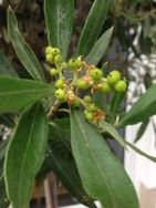 (4) Website_Sommer_Olivenbaum_Frucht.JPG