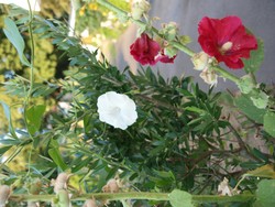 (5) Olivenbaum_Website_Sommer_Olivenbaum mit Winde und Stockrose.JPG