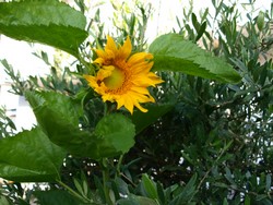 (6) Olivenbaum_Olivio mit Sonnenblume_Website_Sommer.JPG